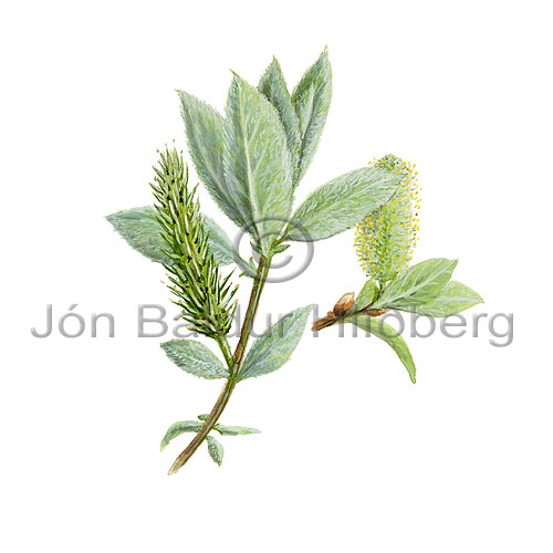 Wooly-leaved Mountain Willow - Salix lanata - Dicotyledonous - Salicaceae