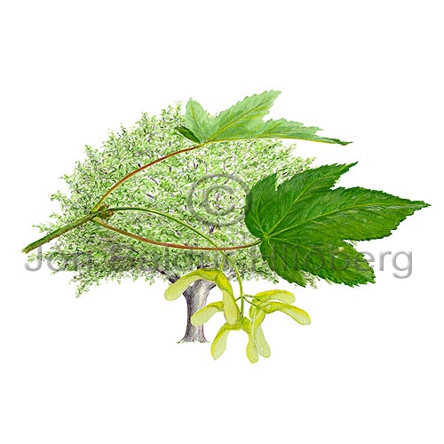 Sycamore Maple - Acer pseudoplatanus - Dicotyledonous - Aceraceae