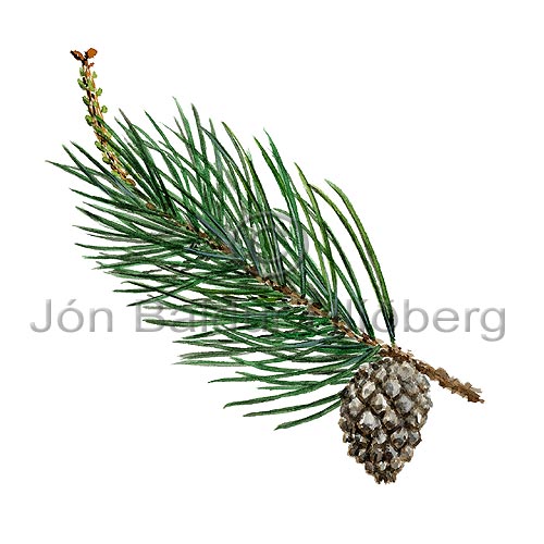 Fjallafura - Pinus mugo - einkimblodungar - allartt