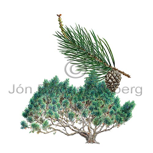 Dwarf pine - Pinus mugo - Monocotyledones - Pinaceae