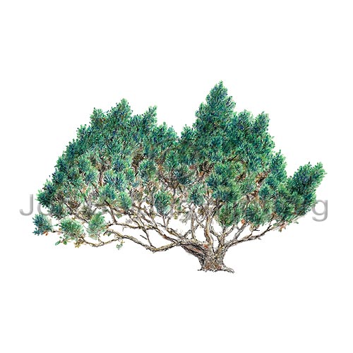 Fjallafura - Pinus mugo - einkimblodungar - allartt