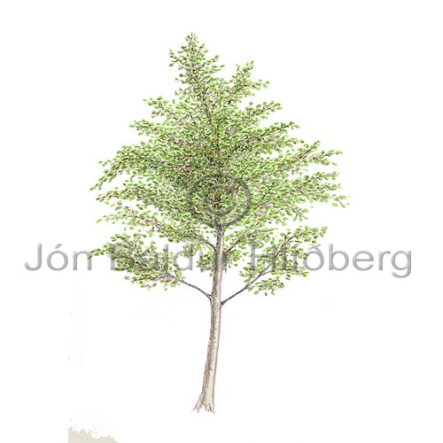 -Aspen - Populus tremula - Dicotyledonous - Salicaceae