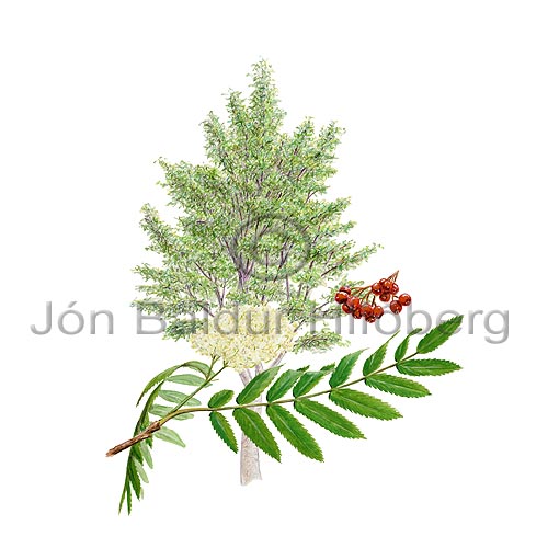 Mountain Ash, Rowan - Sorbus acuparia - Dicotyledonous - Rosaceae