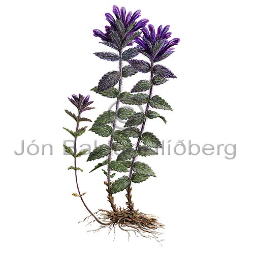 Alpine Bartsia - Bartsia alpina - Dicotyledonous - Scrophulariaceae