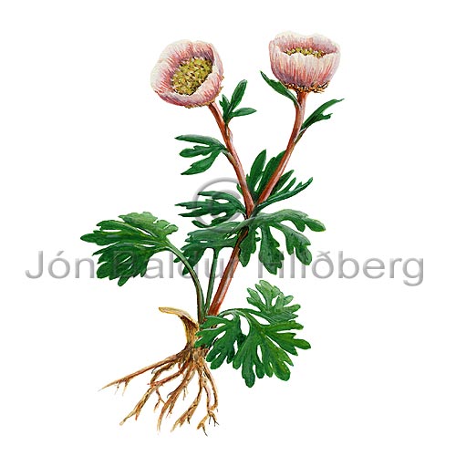 Glacier buttercup - Ranunculus glacialis - Dicotyledonous - Ranunculaceae