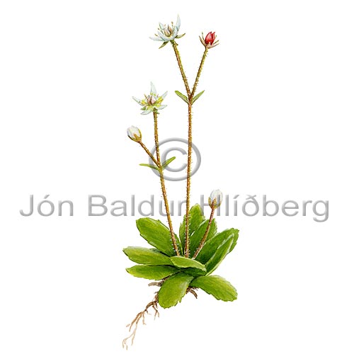 Starry Saxifrage - Saxifraga stellaris - Dicotyledonous - Saxifragaceae