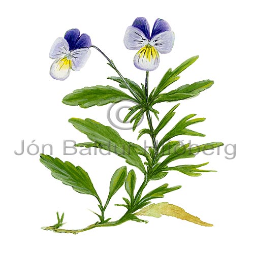 renningarfjla - Viola tricolor - tvikimblodungar - Fjlutt