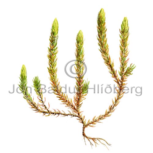 Lesser Clubmoss - Selaginella selaginoides - Ferns - Selaginellaceae
