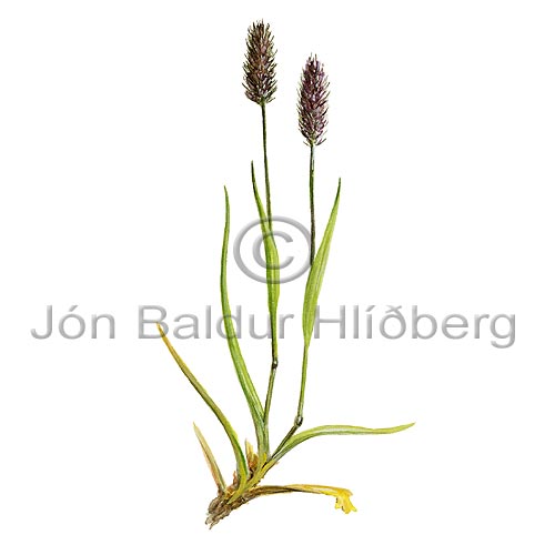 Alpine Cats tail - Phleum alpinum - Monocotyledones - Poaceae