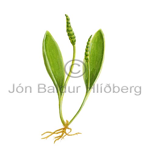 Naurtunga - Ophioglossum azoricum - byrkningar - Naurtungutt