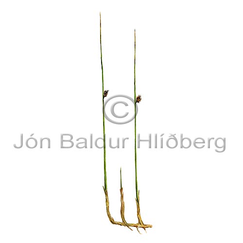 Iceland Rush - Juncus arcticus ssp intermedius - Monocotyledones - Juncaceae