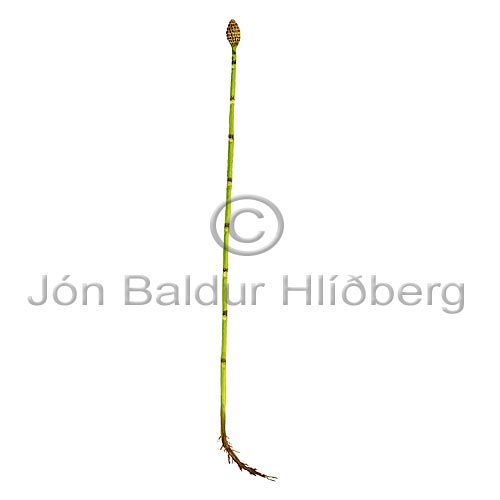 Water Horsetail - Equisetum fluviatile - Ferns - Equisetaceae