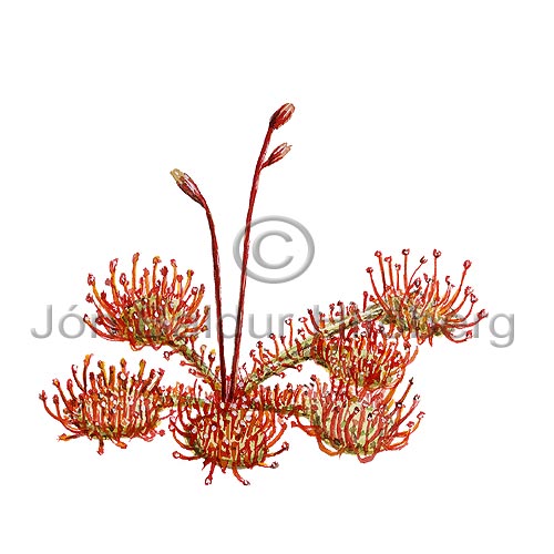 Sldgg - Drosera rotundifolia - tvikimblodungar - soldaggaraett