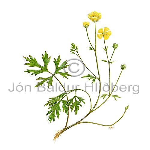 Creeping Buttercup - Ranunculus repens - Dicotyledonous - Ranunculaceae