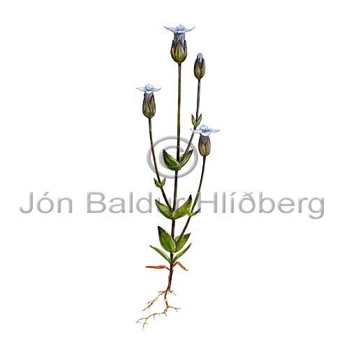 Slender Gentian - Gentianella tenella - Dicotyledonous - Gentianaceae