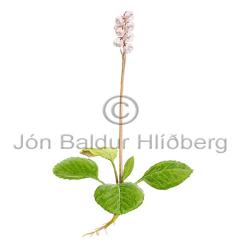 Lesser Wintergreen - Pyrola minor - Dicotyledonous - pyrolaceae