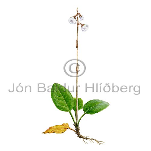 Bjllulilja - Pyrola grandiflora - tvikimblodungar - vetrarliljuaett