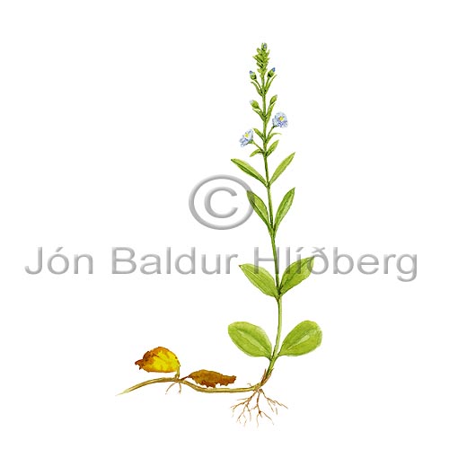 Lkjardepla - Veronica serpyllifolia - tvikimblodungar - Grmublmatt