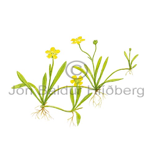 Flagasley - Ranunculus reptans - tvikimblodungar - Sleyjartt