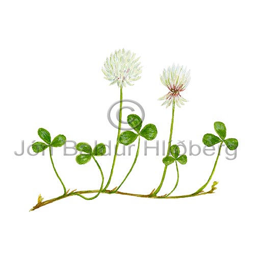 Hvtsmri - Trifolium repens - tvikimblodungar - Ertublmatt