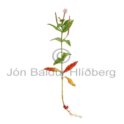 CliffWillow-herb - Epilobium collinum - Dicotyledonous - Onagraceae