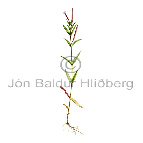 Marsh Willow-herb - Epilobium palustre - Dicotyledonous - Onagraceae