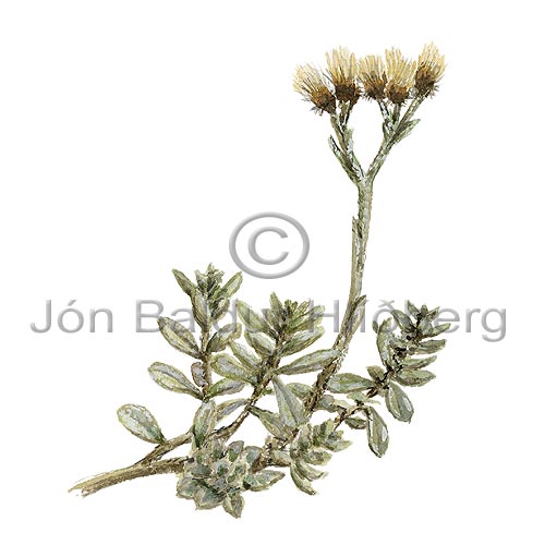 Fjallaljurt - Antennaria alpina - tvikimblodungar - Krfublmatt