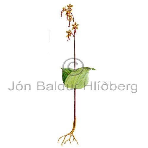 Heart-leaved Twayblade /Lesser Tw. - Listera cordata - Dicotyledonous - Orchidaceae