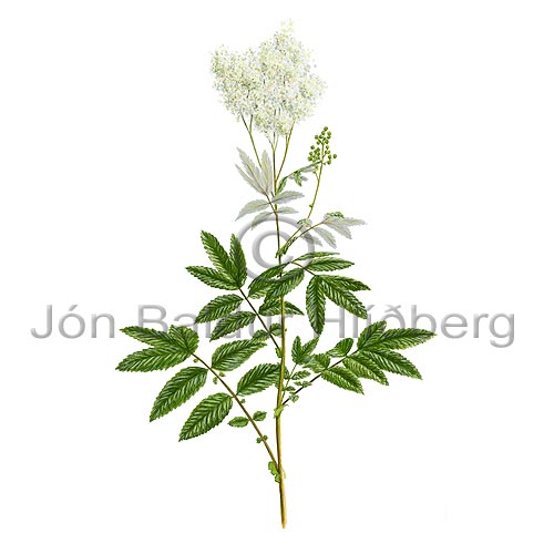 Meadow Sweet - Filipendula ulmaria - Dicotyledonous - Rosaceae