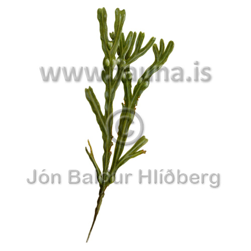 Bladderwrack - Fucus vesiculosus - Velji category - Phaeophyceae