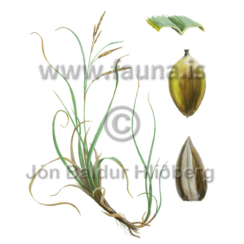 Blue sedge, Gray carex - Carex flacca - Monocotyledones - Cyperaceae