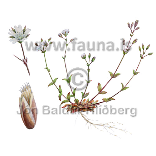 Vegarfi - Cerastium fontanum - Velji yfirflokk - Velji undirflokk
