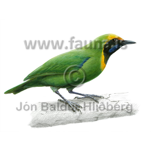 Golden-fronted leafbird - Chloropsis aurifrons - Passerines - Velji subcategory