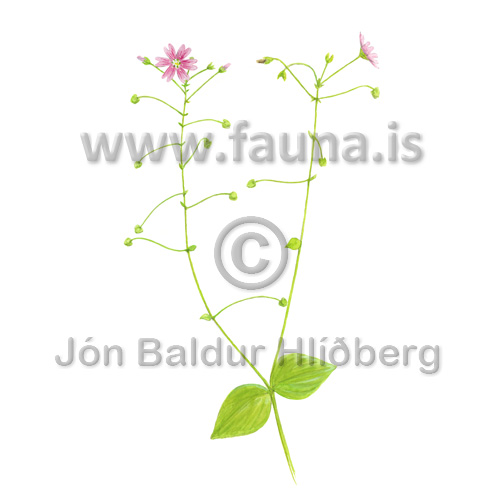 Siberian Spring Beauty or Siberian Miner's Lettuce, - Claytonia sibirica - Velji category - Velji subcategory
