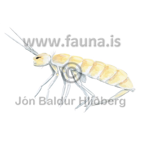 Springtail sp. - Collembola sp. - otherinverebrates - Velji subcategory