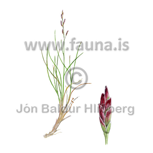 Seaside alkali grass, Common saltmarsh-grass -  Puccinellia maritima  - Monocotyledones - Poaceae