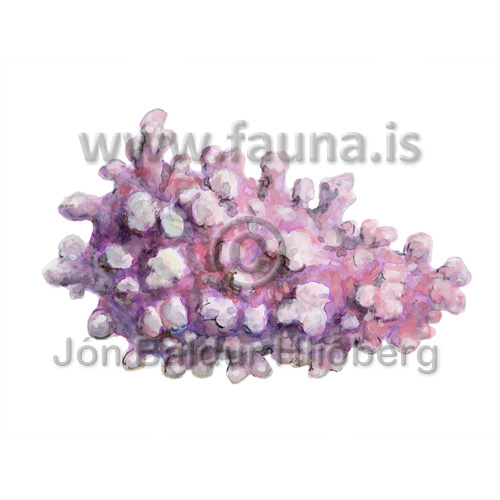 Coralline algae - Corallinales sp. - Velji category - Rhodophyceae