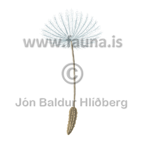Common dandelion - Taraxacum officinale - Velji category - Velji subcategory