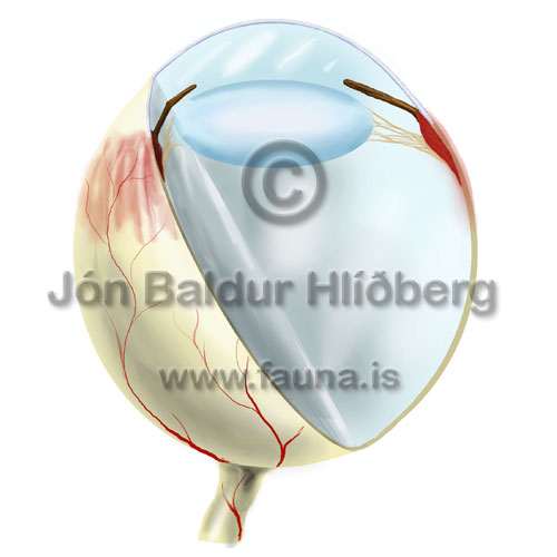 Eye of diurnal mammal -   - educational - Velji subcategory