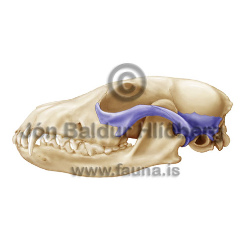  bones Fox skull -   - educational - Velji subcategory