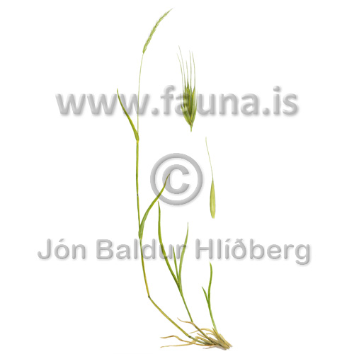 Wildrye or Wheatgrass species - Elymus alopex. - Monocotyledones - Poaceae