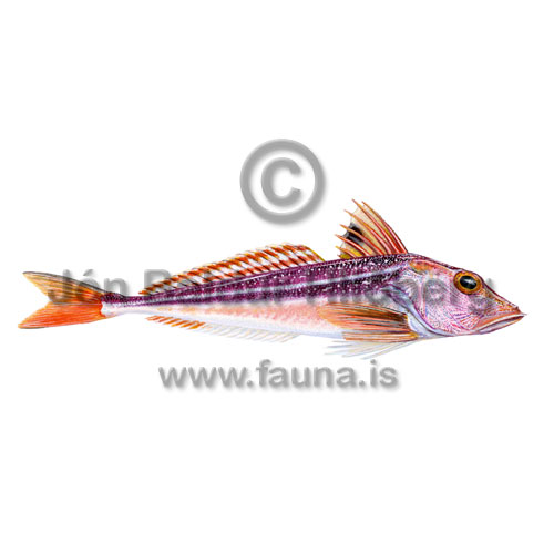 Grey Gurnard - Chelidonichthys gurnardus - rockfishscorpionfishes - Scorpaeniformes