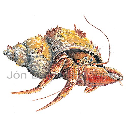 Hermit crab sp. - Eupagurus pubescens - Crustaceans - Crustacea