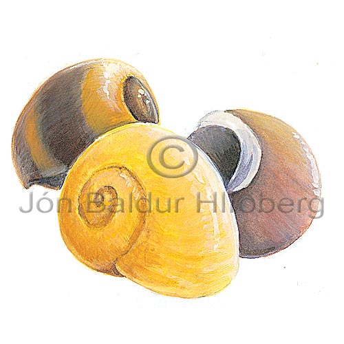Flat Periwinkel - Littorina obtusata - Molluscs - Mollusca