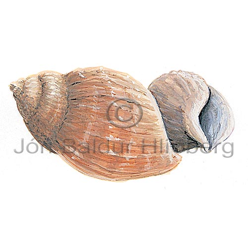 Dogwhelk - Nucella lapillus - Molluscs - Mollusca