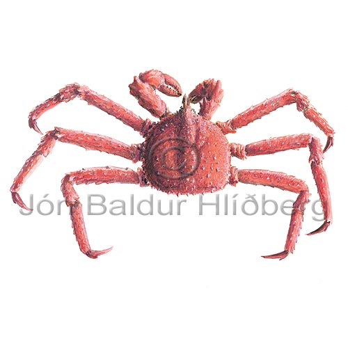 King Crab - Paralithodes camtschatica - Crustaceans - Crustacea