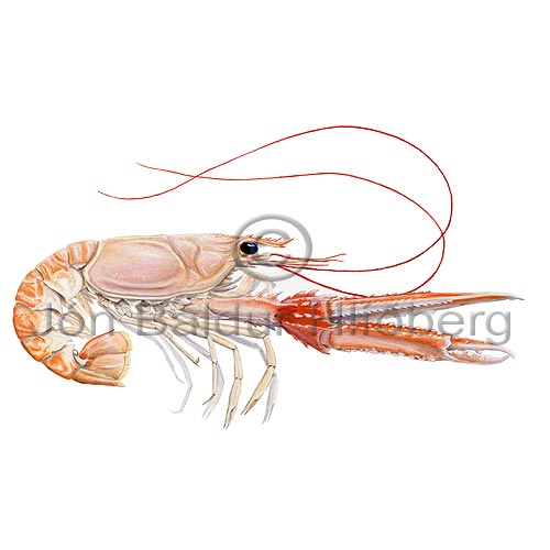 Norway Lobster - Nephrops norvegicus - Crustaceans - Crustacea