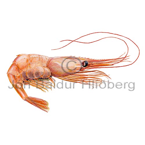 Shrimp Prawn - Pandalus borealis - Crustaceans - Crustacea