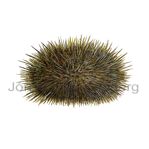 Sea Urchin - Strongylocentrotus droebachiensis - otherinverebrates - Echinodermata