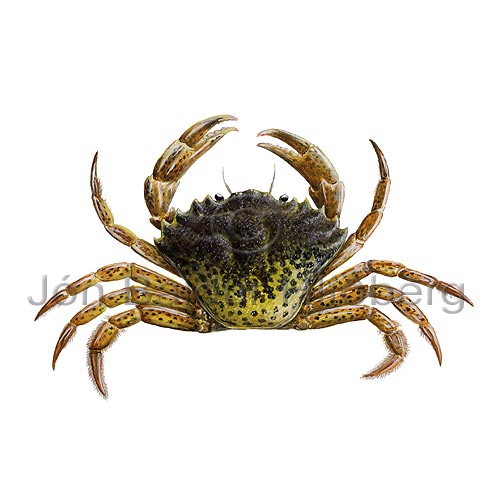 Common shore Crab - Carcinus maenas - Crustaceans - Crustacea